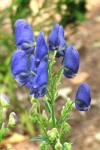 image of flower
