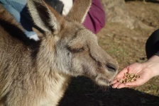 image of kangaroo