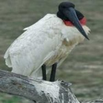 image of bird