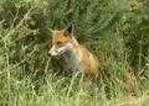image of red_fox