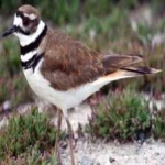 image of bird