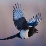 image of bird