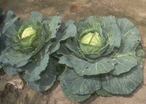 image of cabbage #30