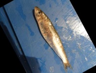 image of fish