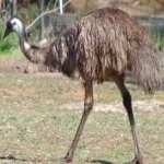 image of emu #3