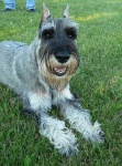 image of standard_schnauzer #10