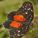 image of animal