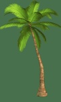 image of palm_tree #2