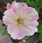 image of Petunia