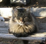 image of tabby