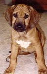 image of rhodesian_ridgeback
