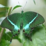 image of banded_butterfly #41