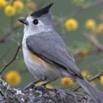 image of bird