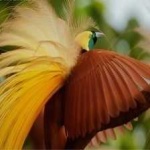 image of bird