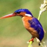 image of bird