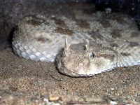 image of horned_viper