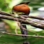image of bird