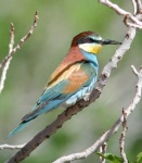 image of bee_eater #25