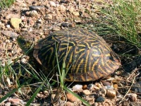 image of box_turtle