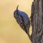 image of bird