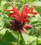 image of flower