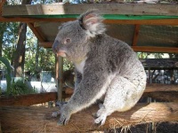 image of koala