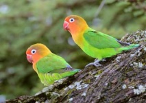 image of lovebird