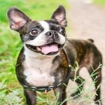 image of boston_terrier #22