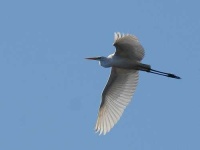 image of american_egret