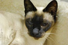 image of siamese #4