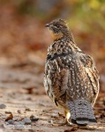 image of grouse #33