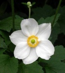 image of flower