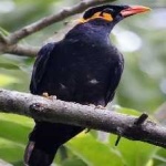 image of enggano_myna #16