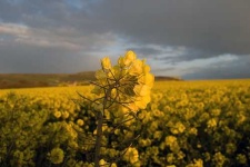 image of rapeseed