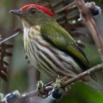 image of bird