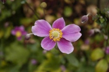 image of flower
