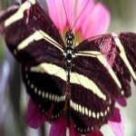 image of animal