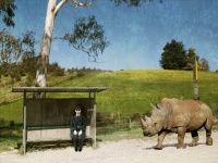 image of animal