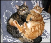 image of tabby