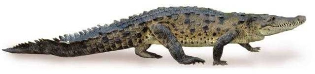 image of crocodile