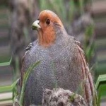 image of gray_partridge