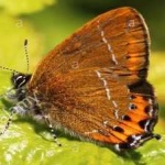 image of animal