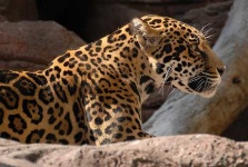 image of jaguar_car