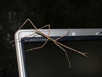 image of walking_stick