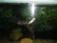 image of platypus