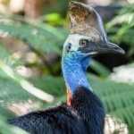 image of bird