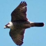 image of bird