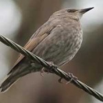 image of bird
