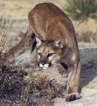 image of cougar_body