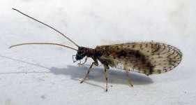 image of lacewing